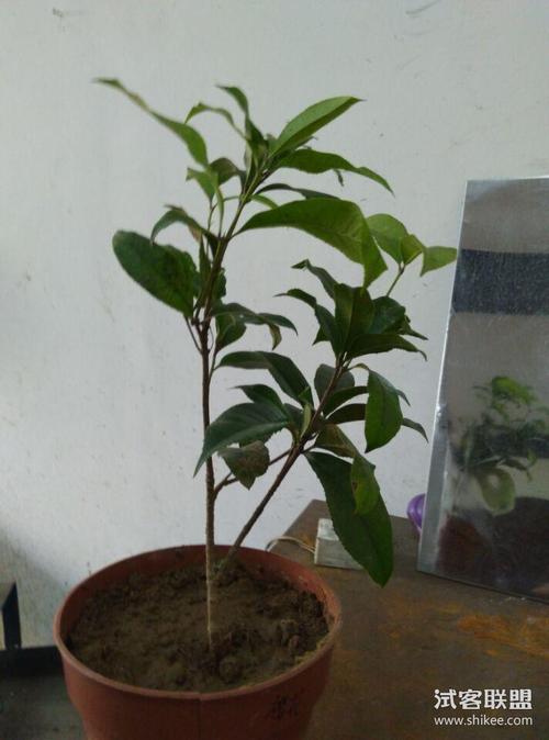 桂花树 桂花盆栽花卉 91人看过我人气值0