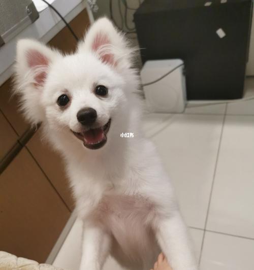 博美变银狐_博美_宠物_狗