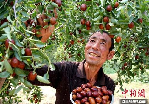中国农民丰收节稷山庆丰收活动暨第十届板枣文化节开幕