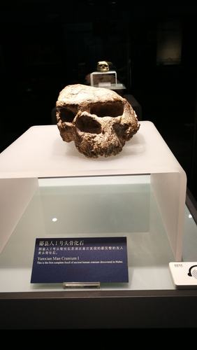 湖北省博物馆观后感
