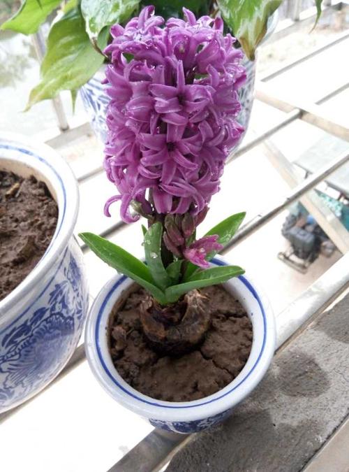 风信子从发芽到开花需要多长时间呢?