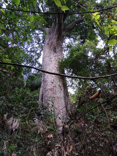地球诞生几十亿年,如今世上千年古树也少了.