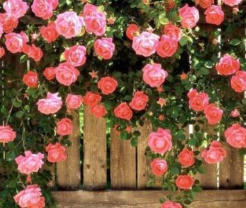 蔷薇花的养殖方法?蔷薇花的繁殖方法?【图】