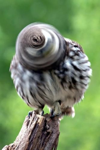 摄影师以慢快门 捕捉猫头鹰转头的瞬间