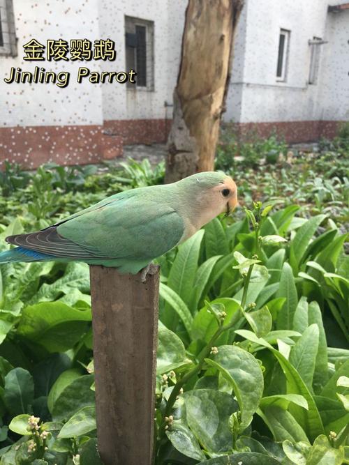绿金顶(牡丹鹦鹉品种介绍)_牡丹_牡丹鹦鹉_宠物_宠物