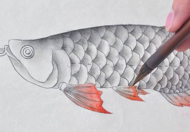 原创一步步学习工笔金龙鱼的画法及染色,简单易画
