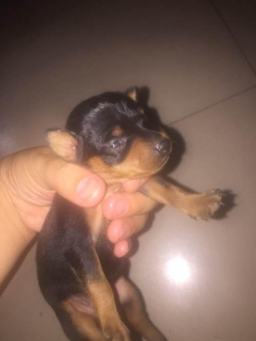 自己养的狗狗,刚出生鹿犬幼崽