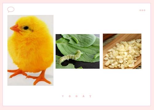 你们知道小鸡和小鸭喜欢吃什么吗