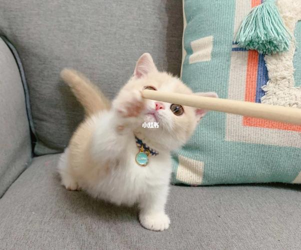 英短乳白矮脚曼基康妹妹～_曼基康_英短_宠物_猫
