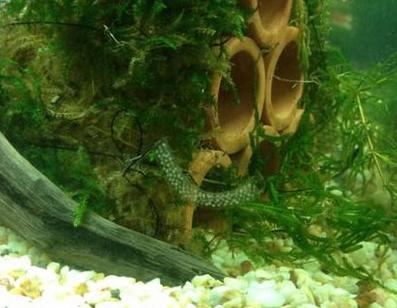 追问 我家只有一只襄螺,为什么会有卵呢 追答 囊螺是雌雄同体的.