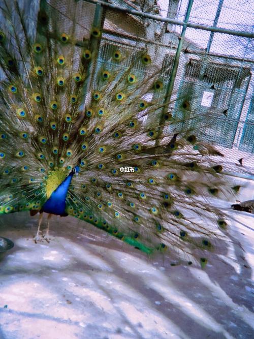 兰州五泉山动物园孔雀开屏_动物园_周末_兰州市动物园