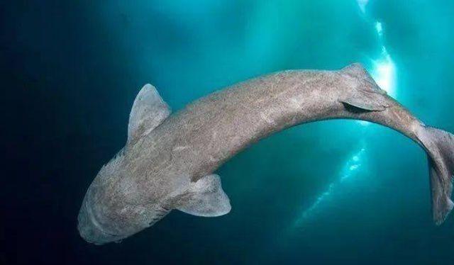 一种鲨鱼要活到156岁才繁衍后代眼睛被寄生虫吞噬啥也看不清