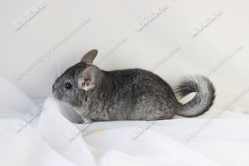 自家繁殖龙猫宝宝标灰浅黑龙猫mmdd 标灰龙猫活体宠物礼物_7折现价500