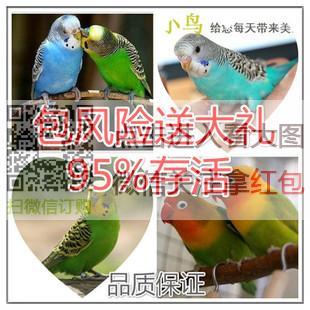 牡丹 虎皮 鹦鹉活体幼鸟手玩鸟会说话云斑 珍珠鸟 文鸟 十姐妹