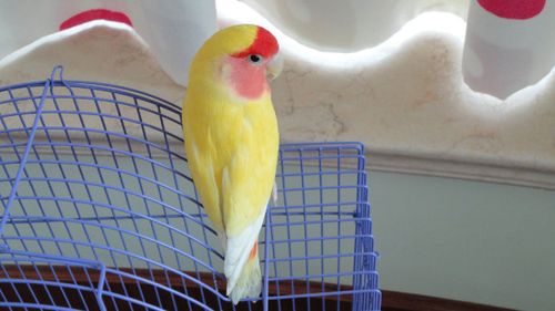 美国黄桃脸牡丹鹦鹉