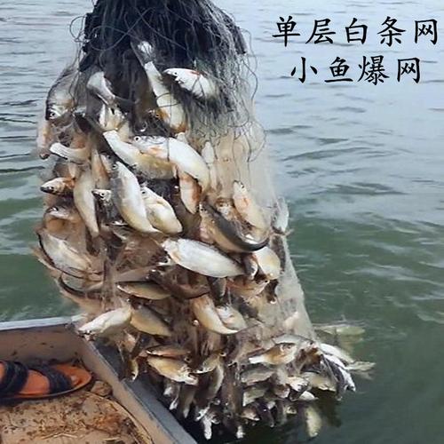 米高捕鱼单层渔网细丝白条鱼网