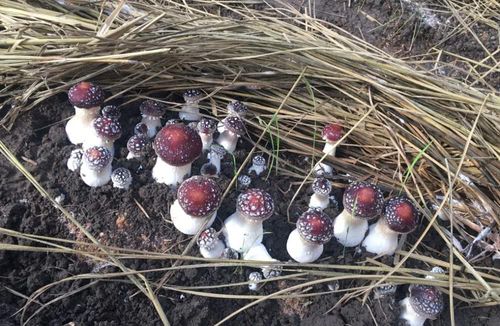 即将成熟的子实体