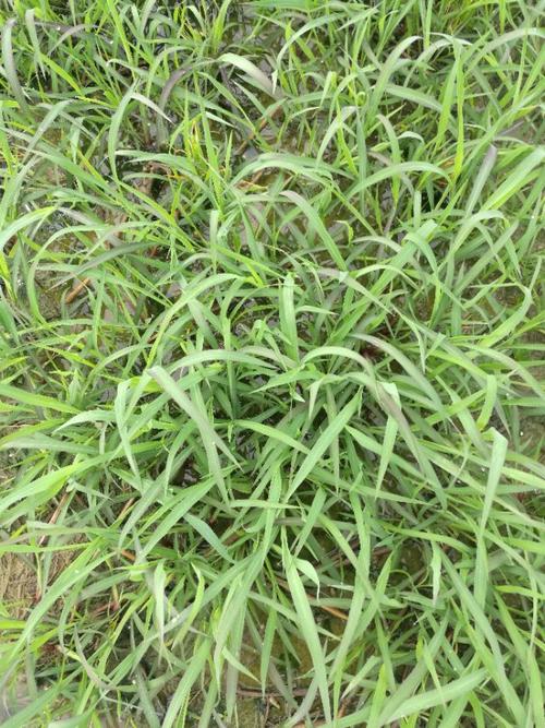 花传松,仇俊峰, 写美篇   稻苗5～6叶,田间杂草密度高,草相:旱稗,莎草