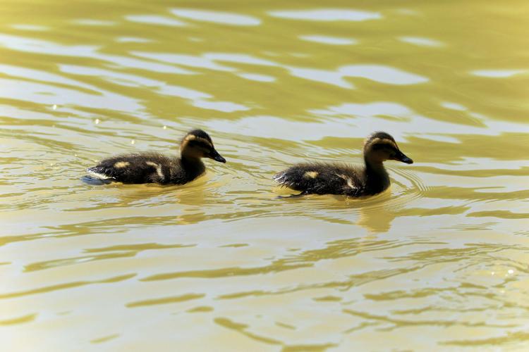 五月浅夏,野鸭宝宝荡清波