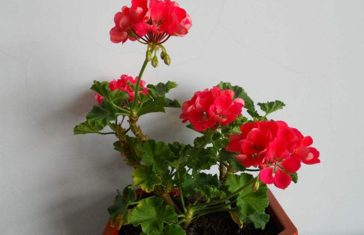 5月养天竺葵好看好养好处多养出美丽大花团