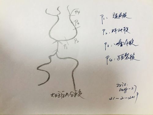 大脑后动脉分段