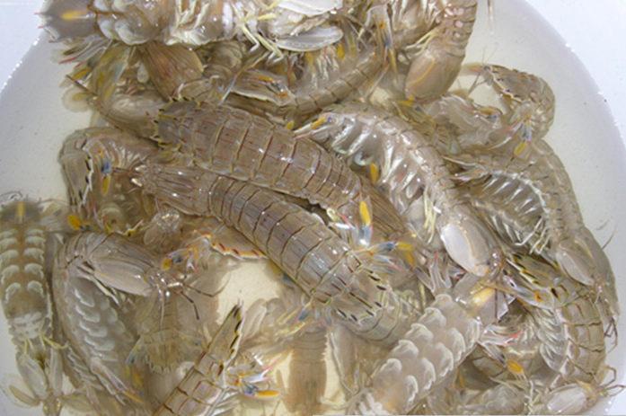 海鲜水产虾婆鲜活虾姑皮皮虾活富贵虾鲜活