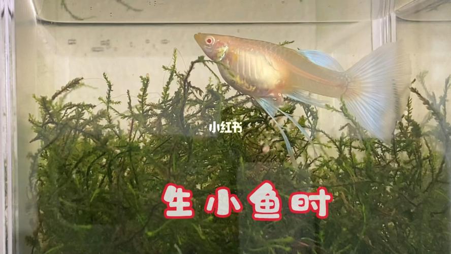 怎样辨别母鱼要生小鱼呢?_隔离_鱼肚_催产_孔雀鱼_宠物_宠物其他