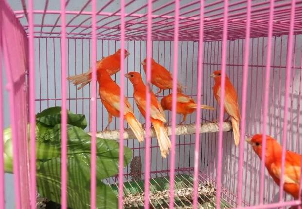 上海辣椒红金丝雀芙蓉鸟纯正上海红鸟笼养观赏鸟无