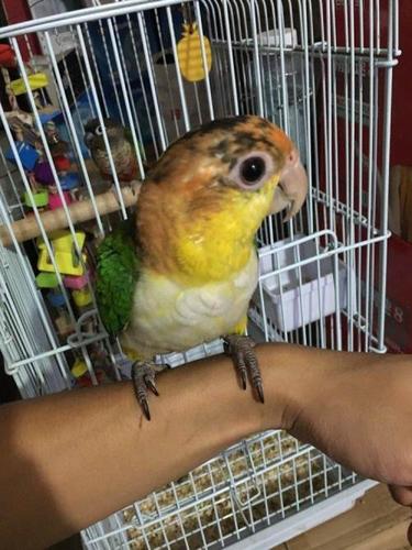 出一只金头凯克鹦鹉