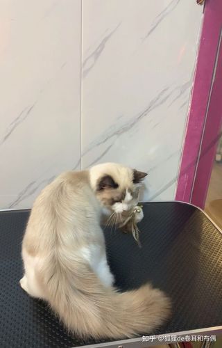 准备入手一只布偶猫,有懂行的讲解一下布偶猫吗?