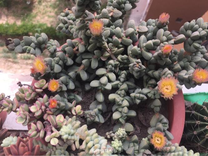 赏鹿角海棠的花