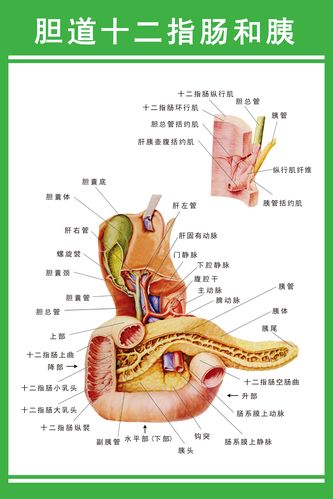 人体器官结构解剖图肝胆肠道胰腺消化系统挂图医院