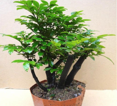 小叶紫檀树摆放的风水禁忌都有哪些