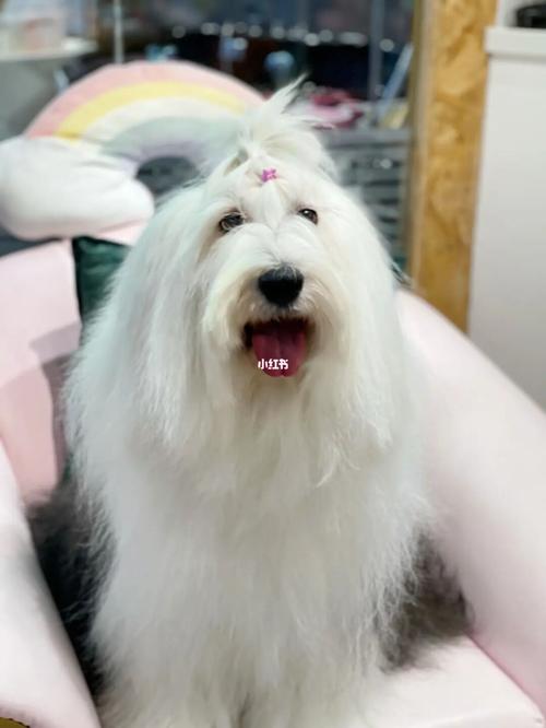 古代牧羊犬的日常护理_牧羊犬_宠物_日常护理_保湿喷雾_古牧_宠物店