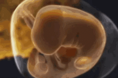 怀孕5-9周"胚胎"分化成"胎儿",生命就是这么神奇!附注意点