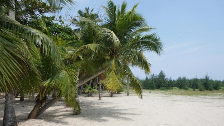 海韵椰风,海南文昌东郊椰林