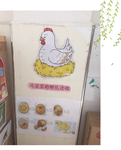 青岛西海岸新区大场中心幼儿园小二班"蛋宝宝的秘密"主题开展系列活动