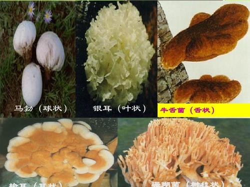 食药用菌 蘑菇圈ppt