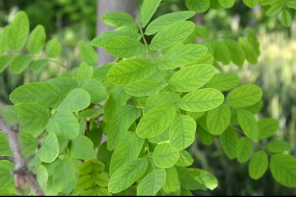 国槐树与刺槐树的区别哪个好