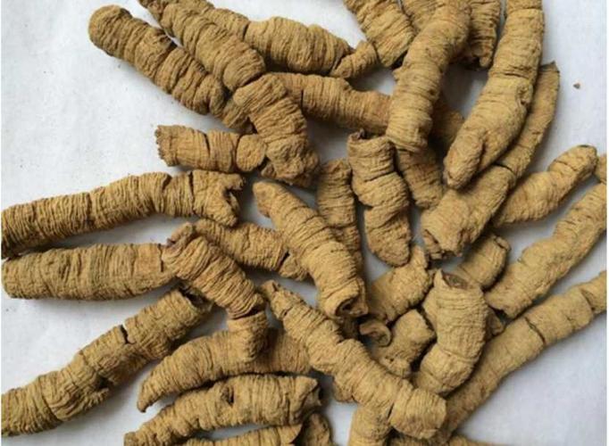 想知道巴戟天怎么吃效果最好吗原来这就是巴戟天