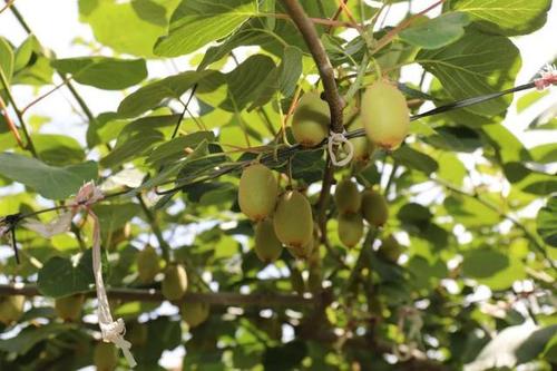 西安市猕猴桃评优大赛结果出炉 高新区获2金5银