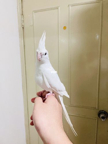 家里新成员 白子玄凤——-白折颜_上海攻略_宠物_萌宠