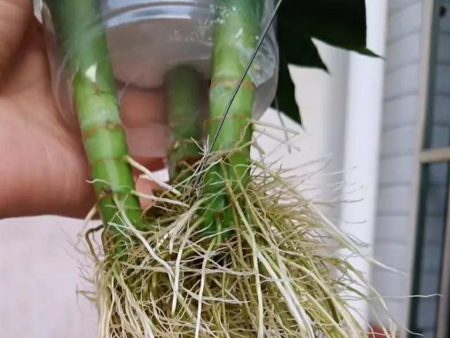 水培富贵竹,3种"生根剂"泡一泡,新根窜不停!