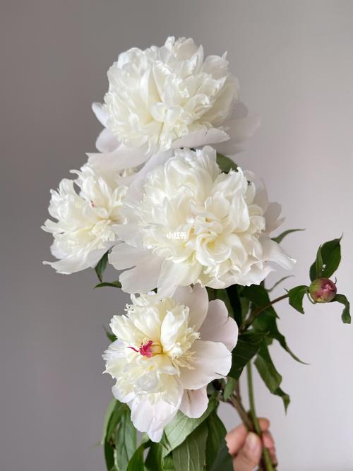 四川小芍药_芍药_家居家装_家居装饰