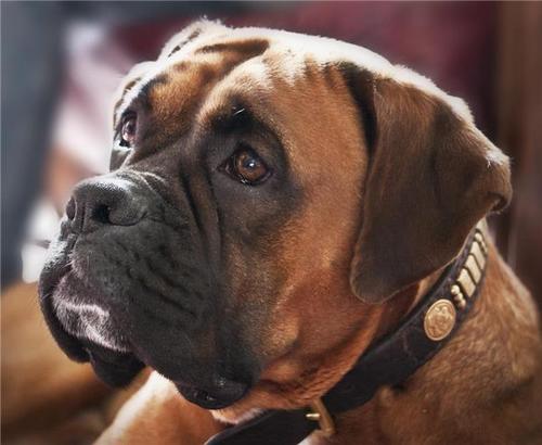 短尾狗站在草坪上