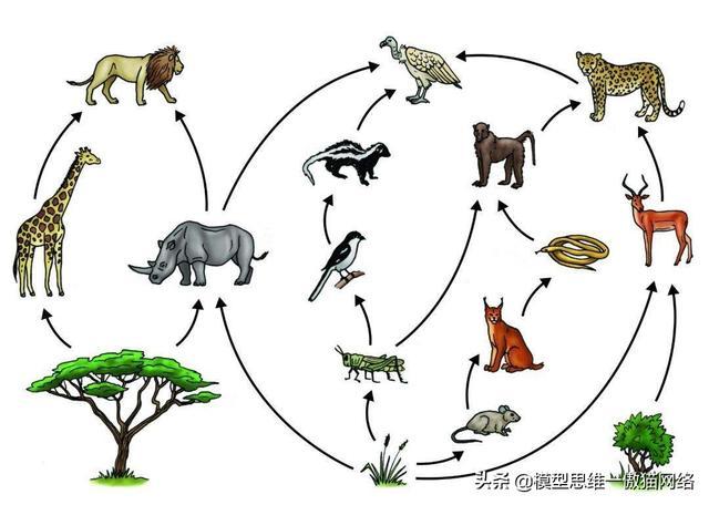 99思维模型:熵一自然界一切定律中的最高定律
