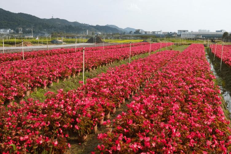 夏日的惠水县蒙江街道司蒙村绿意盎然,生机勃发,我们一走进司蒙村花卉