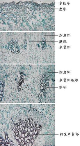 正确/最适药材 — 怀牛膝