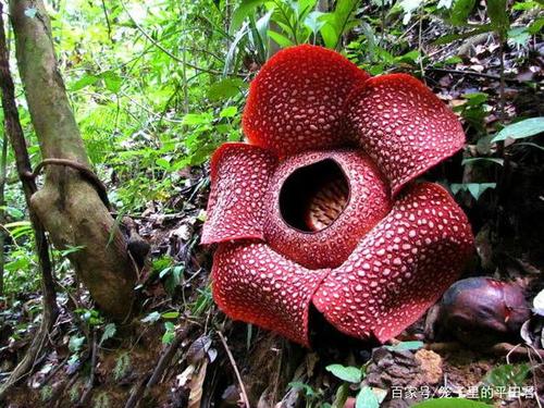 食人花是究竟是植物还是动物?它真的会吃人吗?