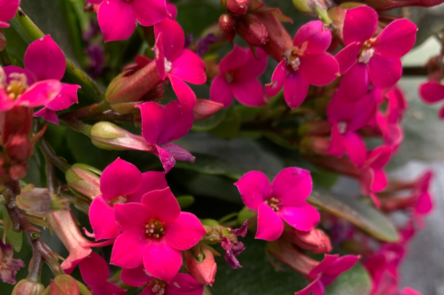 "安静"长寿花,花瓣单瓣紫色,长寿花紫色系列品种之一